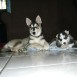 emi y shadow 